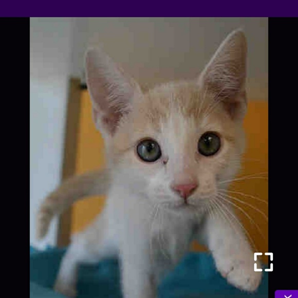 Meet your Posher, Roxann - Picture 1 of 1